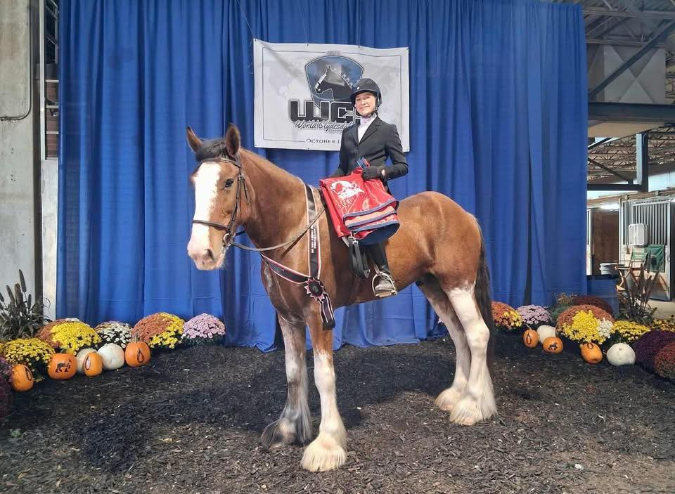 A rider on a Clysdale horse holding up a blanket award.